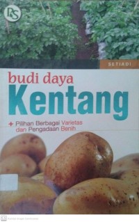 Budi Daya Kentang